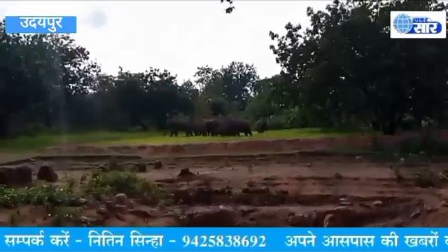 NH 130 के बिल्कुल करीब पहुंचा 11 हाथियों का दल ।