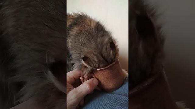 Кот пьёт кофе