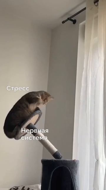 Защитите себя от последствий стресса