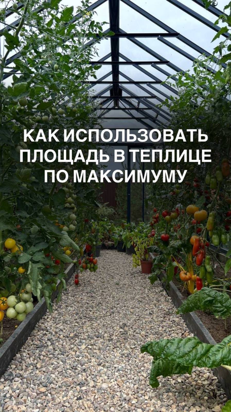 Как использовать площадь в теплице по максимуму #теплица #томатывтеплице #базилик #рассада #капуста