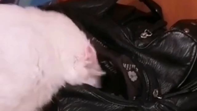 Любопытство - это хобби?! 😼