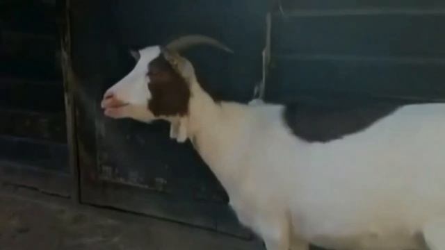 Животные для детей. Учите названия и звуки - «Лев», «Акула», «Слон», «Корова», «Тигр», «Крокодил»