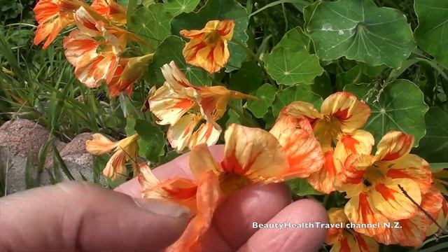 Nasturtium Flowers, Plant, Edible, Grow Beautiful