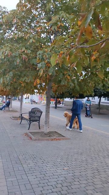 Новороссийск бульвар Черняховского #люди #собака