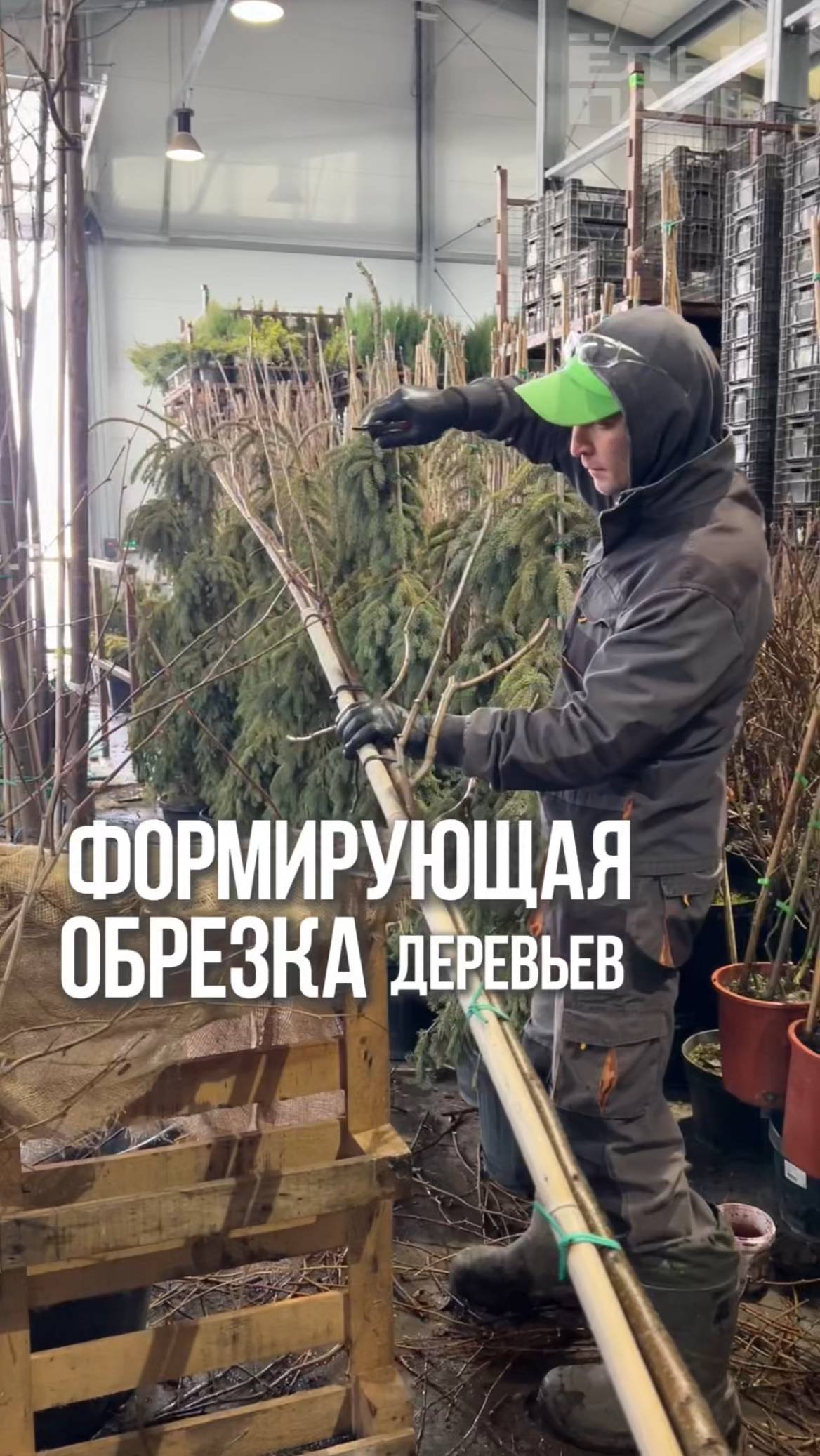 Формирующая обрезка деревьев в питомнике ЁЛЫ-ПАЛЫ
