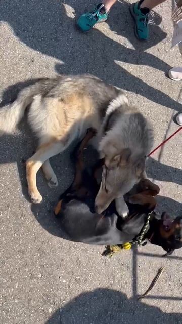 Встреча друзей. Чехословацкий влчак и Доберман.