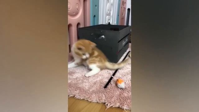 Весёлые котики