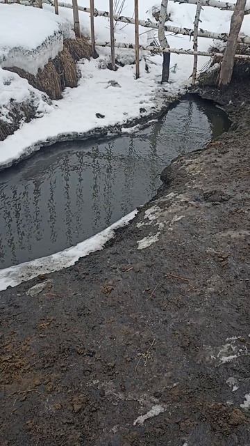 Водопой на ферме. Весна