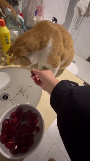Вишнеочиститель