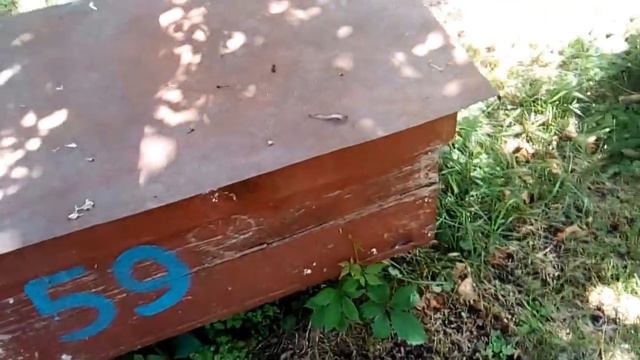 В гостях у Сергея Величко на пасеке