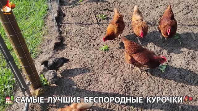 Курочки селяночки лучшие беспородные несушки 🥚 (21)