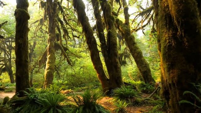 Peaceful Relaxing Instrumental Music, Calm Meditation Music "The Forest' by Tim Janis