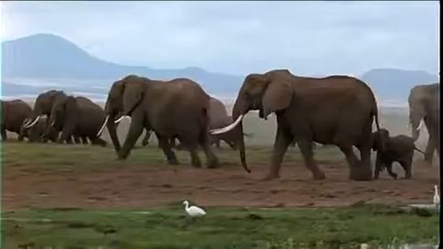 Coming Of Age With Elephants
