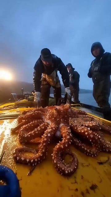 Самые большие осьминоги Японского моря