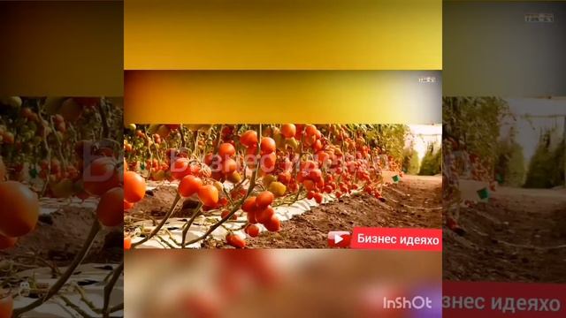 Парвариш ва навъхои помидор | Аз А то Я | Бизнес идеяхо