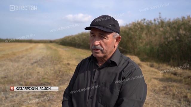 В Дагестане в разгаре уборка риса