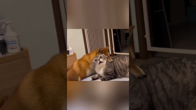ХихиЧпок Юмор