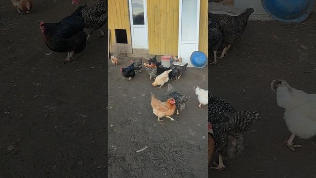 Вместе с собакой Евой 🐈 кормим кур🐔 собрали яйца🥚