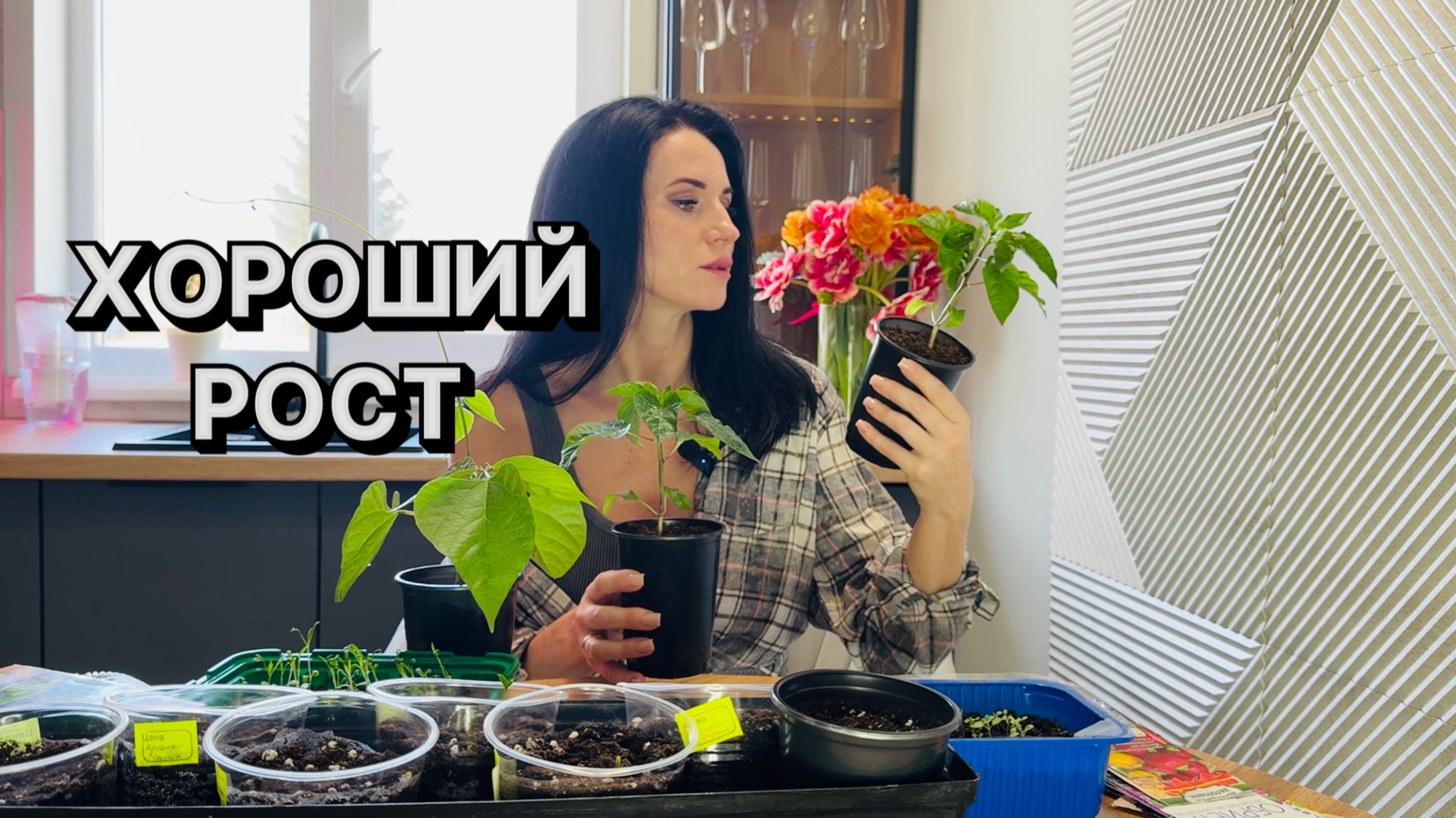 Крепкая рассада! Что посадить вместо петунии!