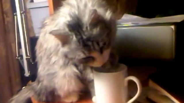 Кошка лижет кофе