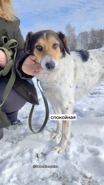 Очень послушная Джун в добрые руки