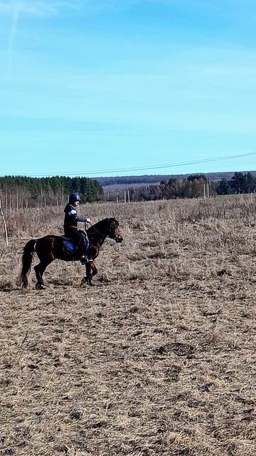 Александр, уже очень уверенные вольты на Аквилоне в поле. #horse #аквилон #ксккаспер #kskcasper