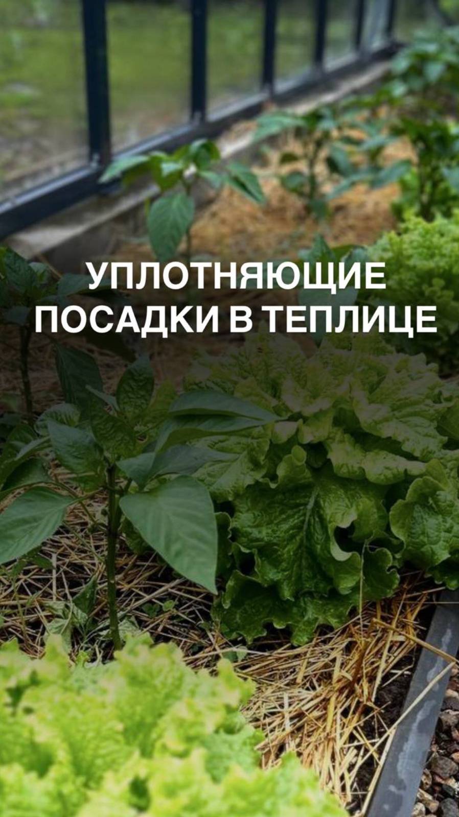 Уплотняющие посадки в теплице #свекла #шпинат #базилик #морковь #салат