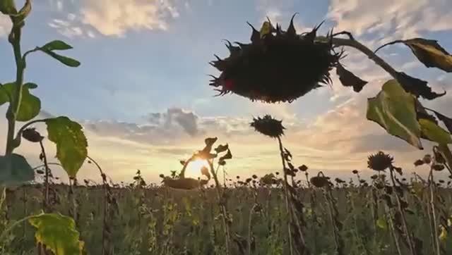 Одиночный дальняк по БЕЗДОРОЖЬЮ к аномалии на мопеде альфа. Часть 1