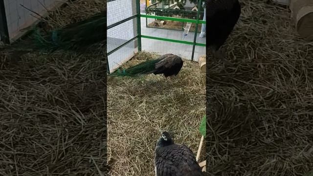 КРАСАВЦЫ ПАВЛИНЫ ТАК БЛИЗКО Я ЕЩЕ ИХ НЕ ВИДЕЛ !!!!
