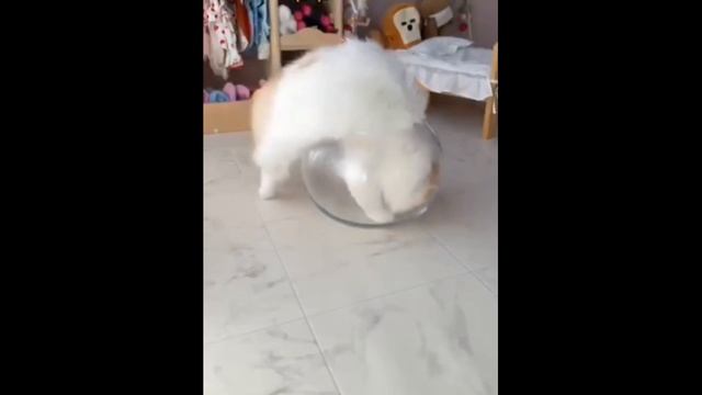 Котики шкодят на кухне