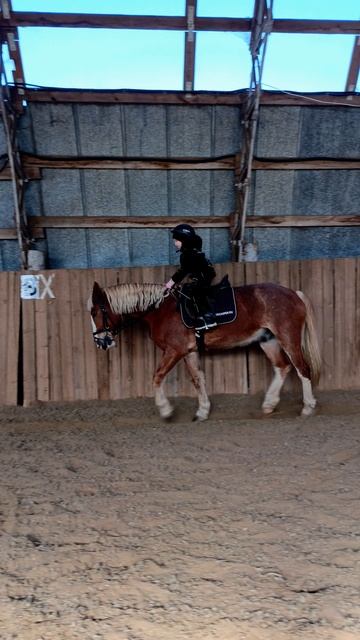 Аврелия рысит на Каспере в полевой посадке. #horse, #equestrian, #лошади, #pony, #каспер.