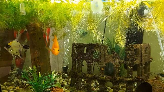 Рыбки 🐠🐟🪸