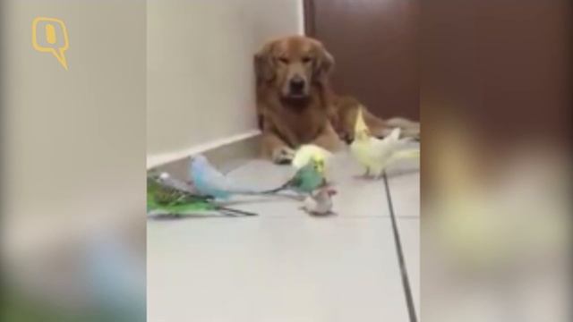8 Birds, A Hamster and A Dog Live it Up Together