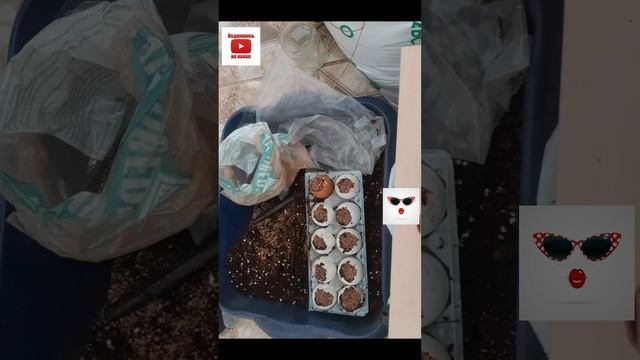 Сеем лобелию в экологически чистые стаканчики.