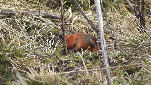 Crossbill