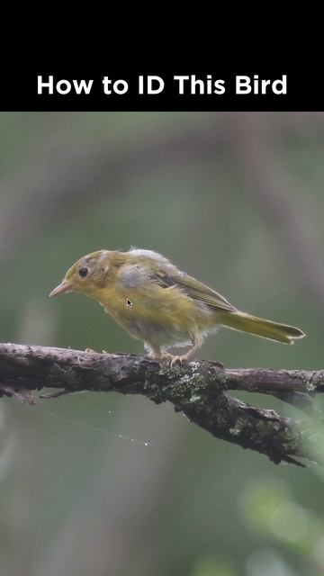 Can you identify this yellow bird?