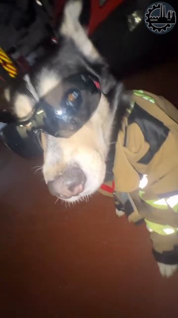 🐶🚒 Почему собака в пожарной форме счастлива?