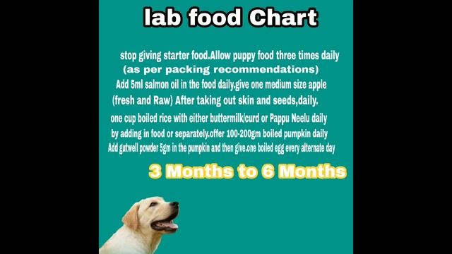 Labrador retriever/Golden retriever Food Chart in Telugu | Taju logics