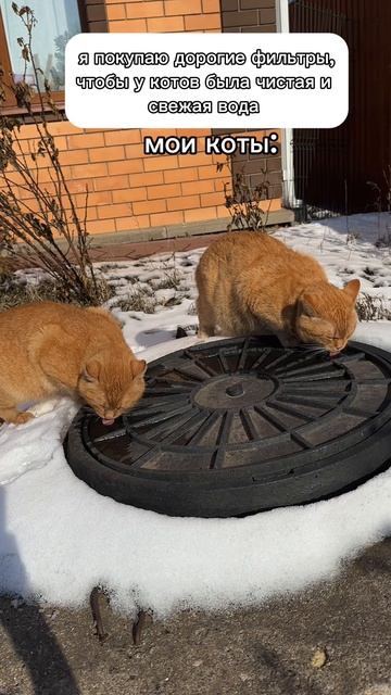 Ваши котики тоже пьют из луж, хотя в доме полно мисок с чистой водой?