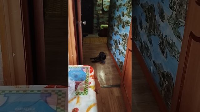 фетишь Тихииро☺️