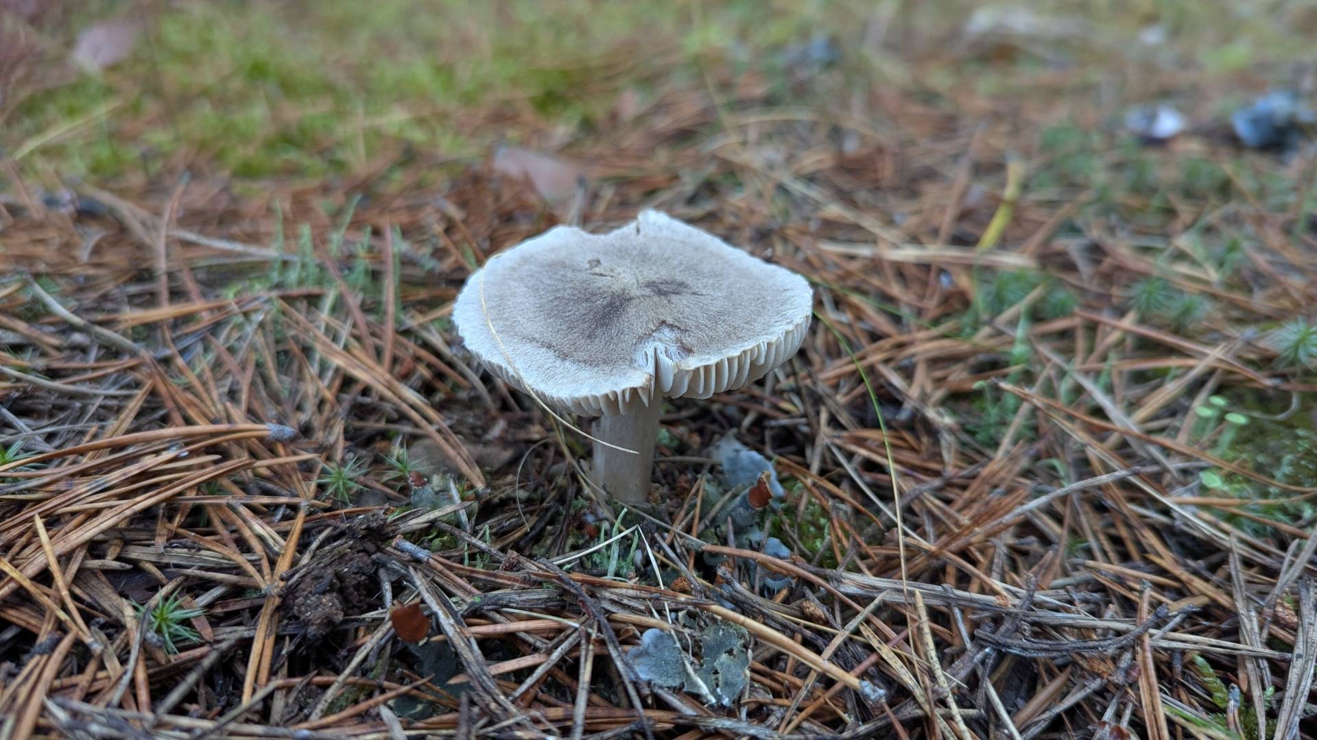 Рядовка землистая (Tricholoma terreum). Как выглядит гриб на месте произрастания.