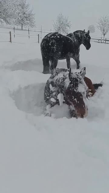 Радуються снегу