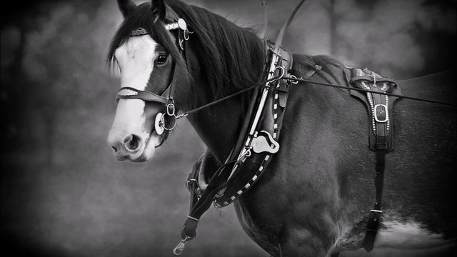 Black & White Fine Art Horse Photography by Michelle Wrighton
