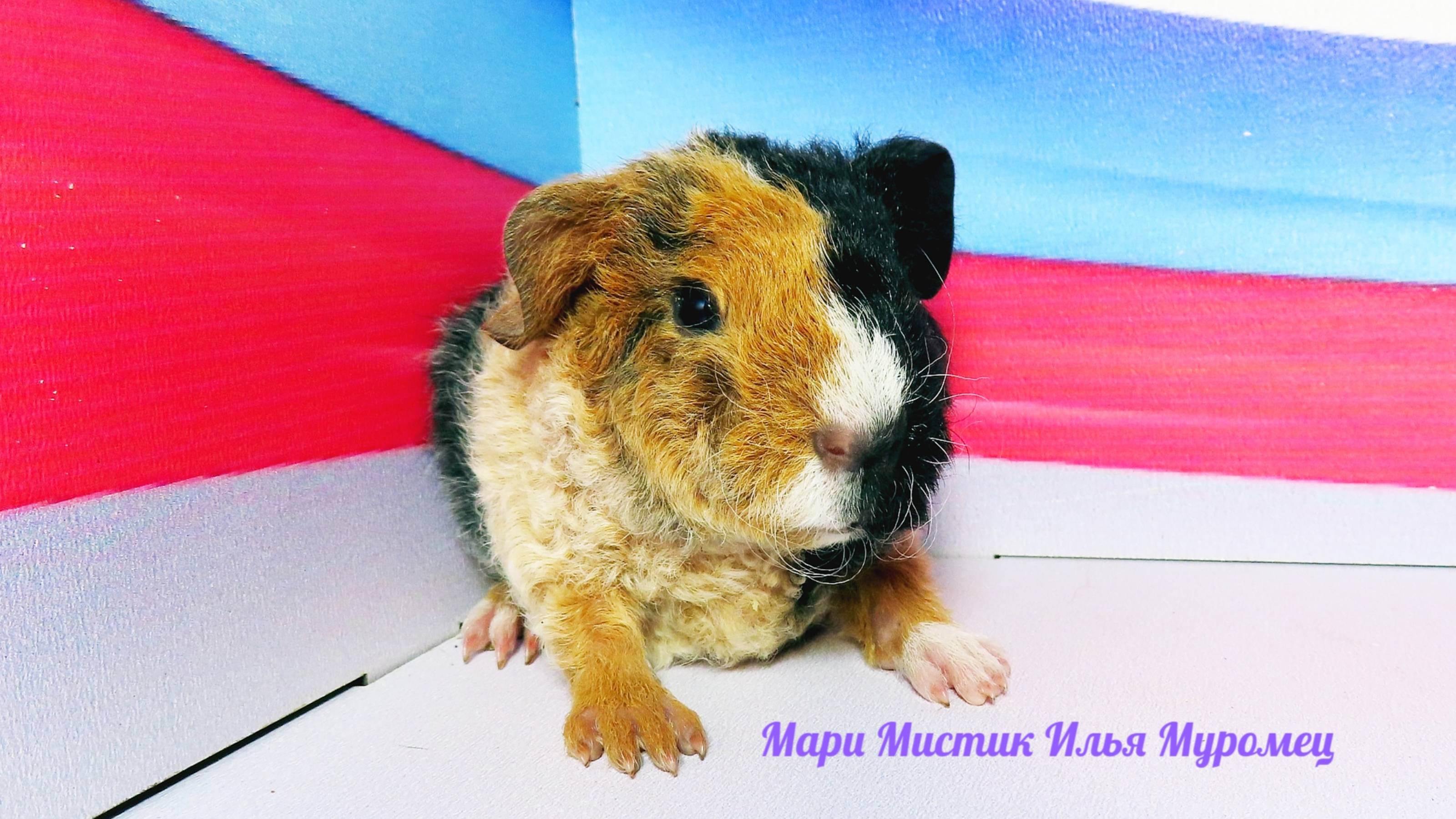 Мари Мистик Илья Муромец #ЧЕТЫРЕХЦВЕТНЫЙ_АМЕРИКАНСКИЙ_ТЕДДИ #4_Coloured_Mosaic_Guinea_Pig #черепаха