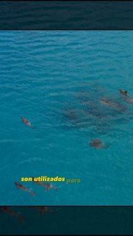 curiosidades de los delfines part 2: #curiosidades #curiosidadesnaturales #animalesasombrosos