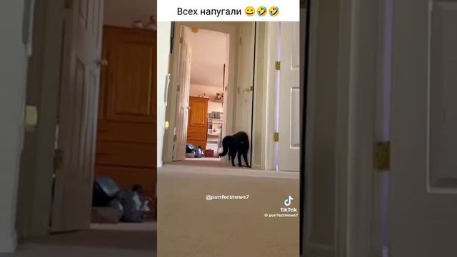 Смешные котики часть 4