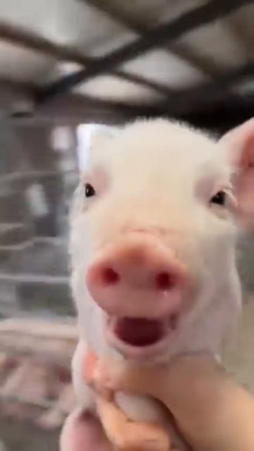 Прикольный Случай, ХаХаХа... 🤣🐷🐽