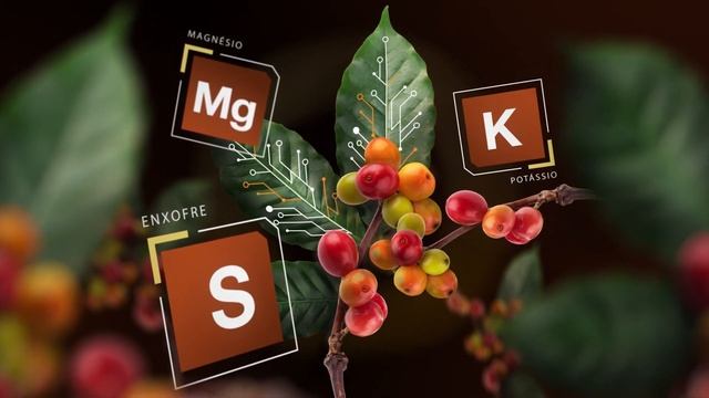 K-Mag: fertilizante com equilíbrio nutricional