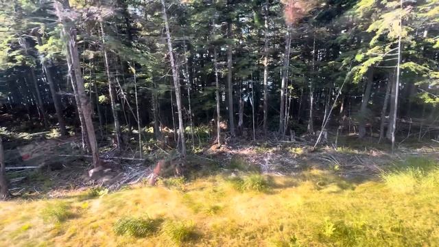 Full Descent on the Green Gondola (Lower) at Icy Strait Point, Alaska MASSIVE TREES