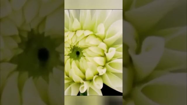 Весна пришла! Красивое видео распускающиеся цветы!